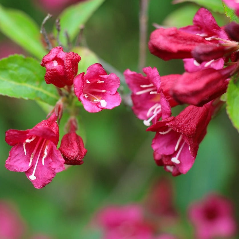 Weigela Florida Wings of Fire - Volume 3L / 30-50cm