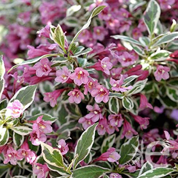 Weigela Florida All Summer Monet - Volume 3L / 30-40cm
