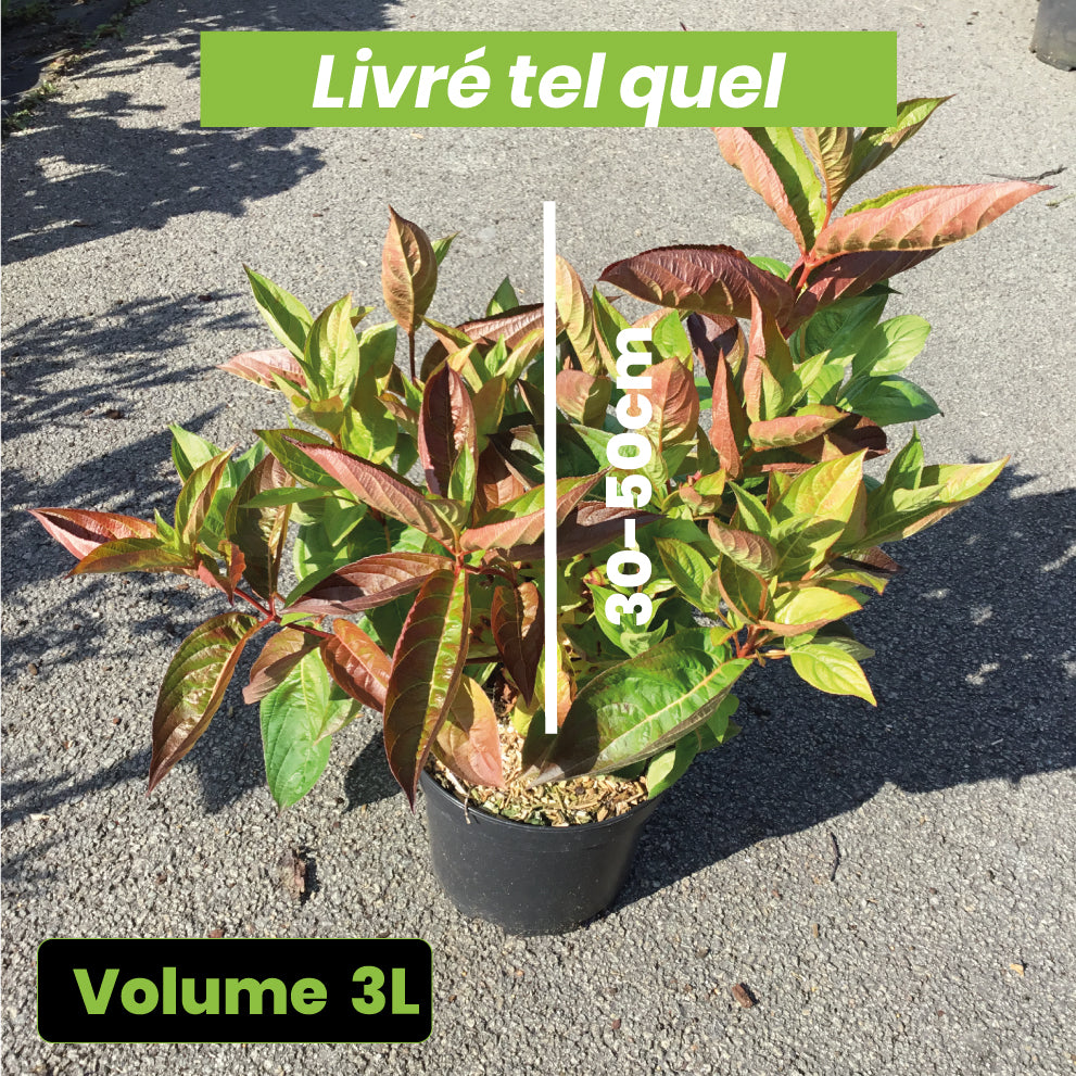 Weigela Florida Wings of Fire - Volume 3L / 30-50cm