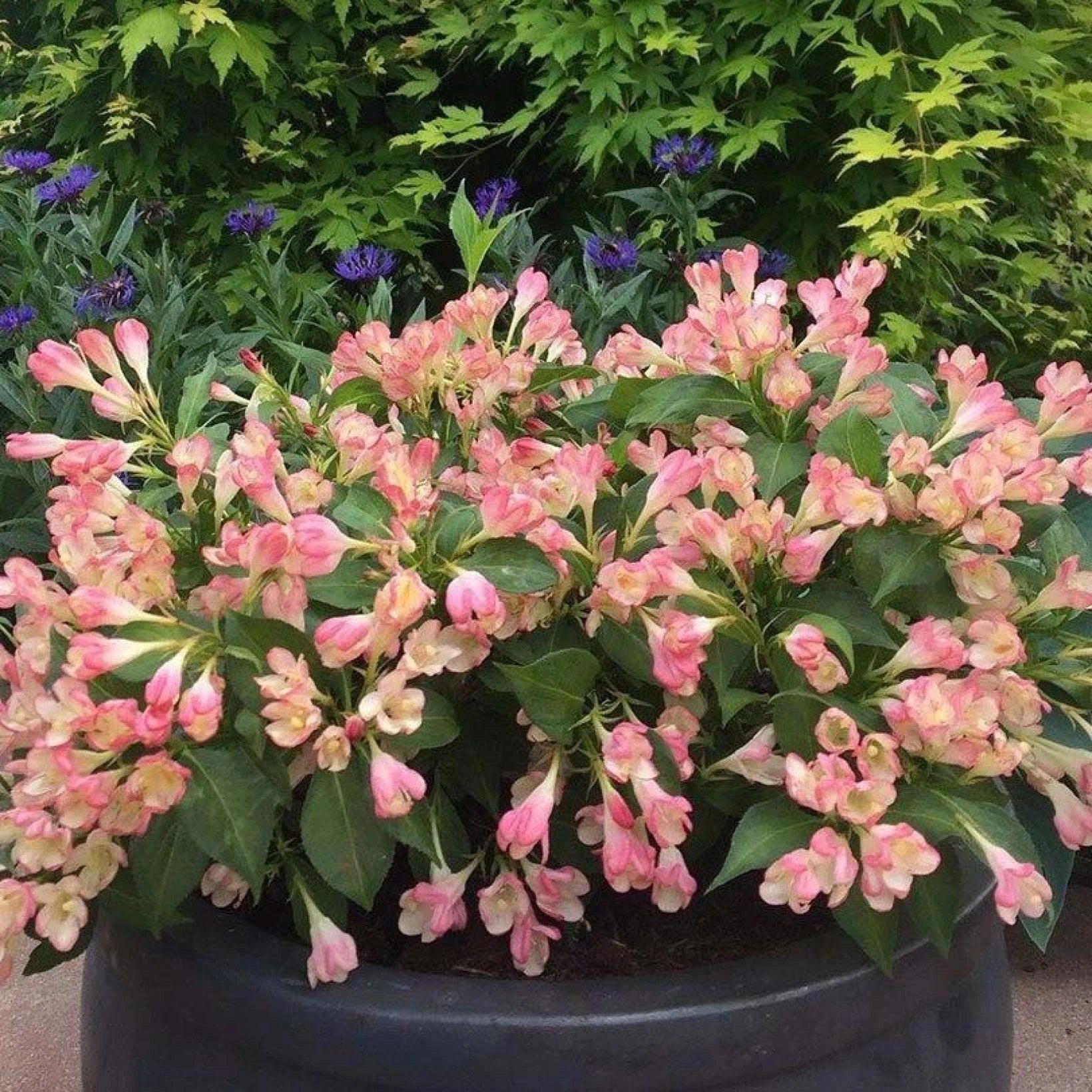 Weigela All Summer Peach - Volume 3L / 30-50cm