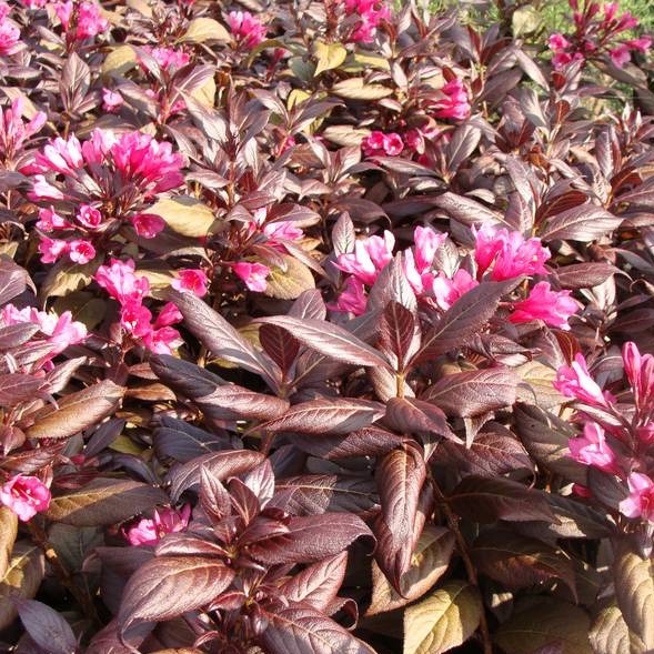 Weigela Florida Purpurea - Volume 3L / 30-40cm