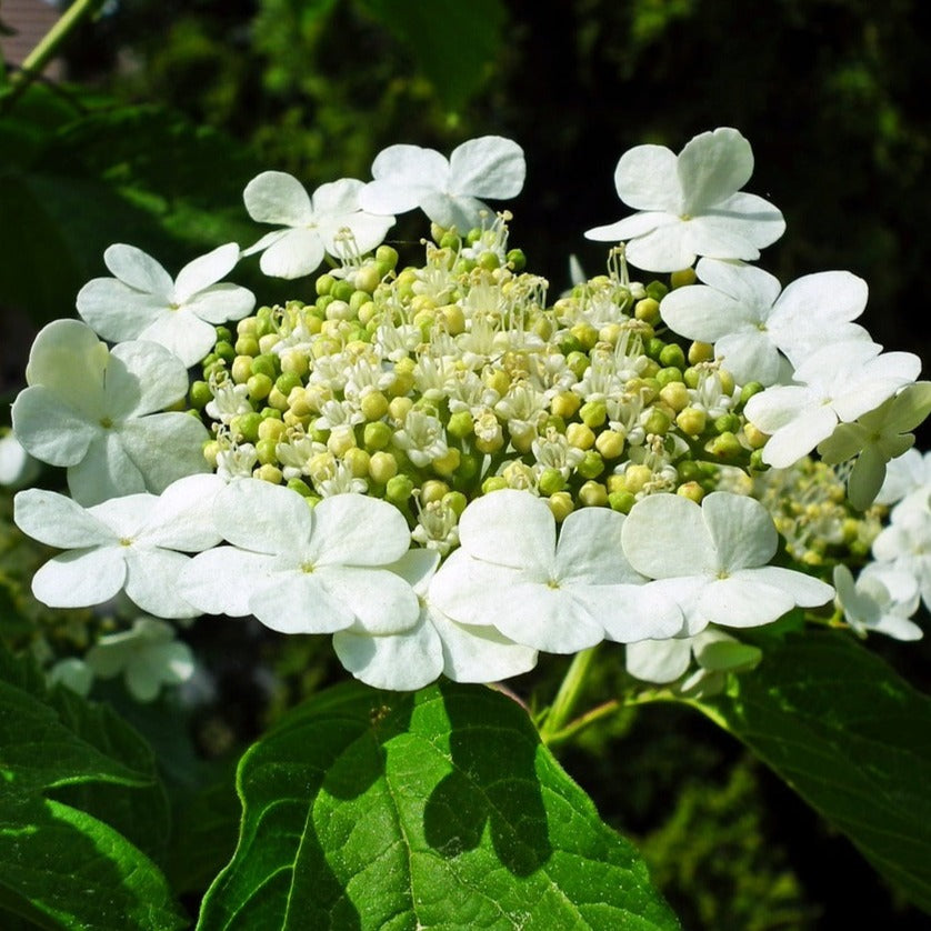 Viburnum Opulus Compactum - Viorne Obier - Volume 3L / 20-40cm