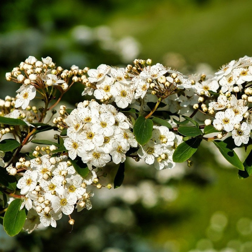 Carpenteria californica "bodnant"
