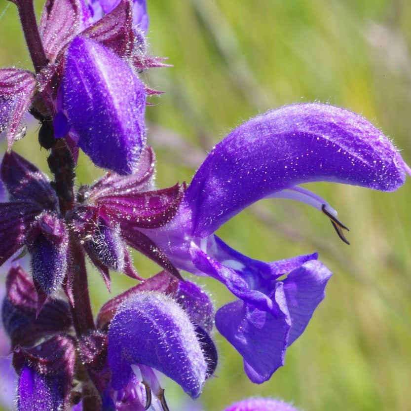 Salvia x Amistad - Sauge Hybride Amistad - Volume 3L / 30-50cm