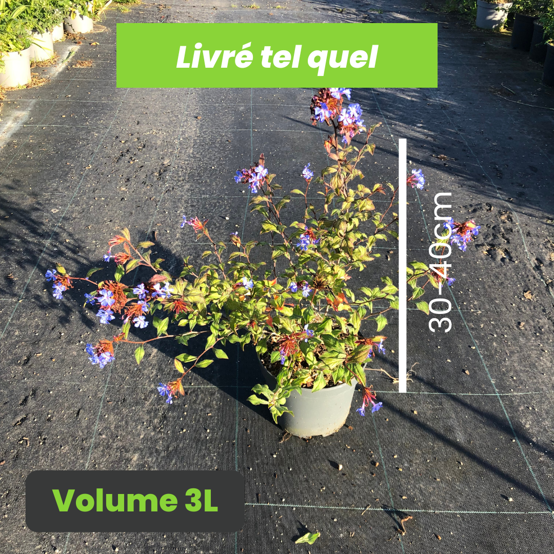 Ceratostigma willmottianum Forest Blue - Volume 3L / 30-40cm