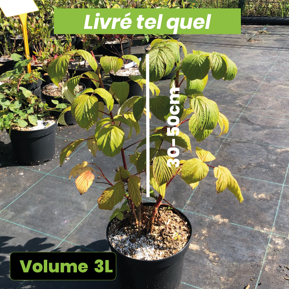 Rubus Idaeus Zeva - Framboisier Zeva - Volume 3L / 30-50cm