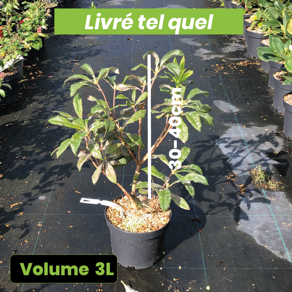 Azalea Mollis 'Golden Flare' - Azalée de Chine - Volume 3L / 30-40cm