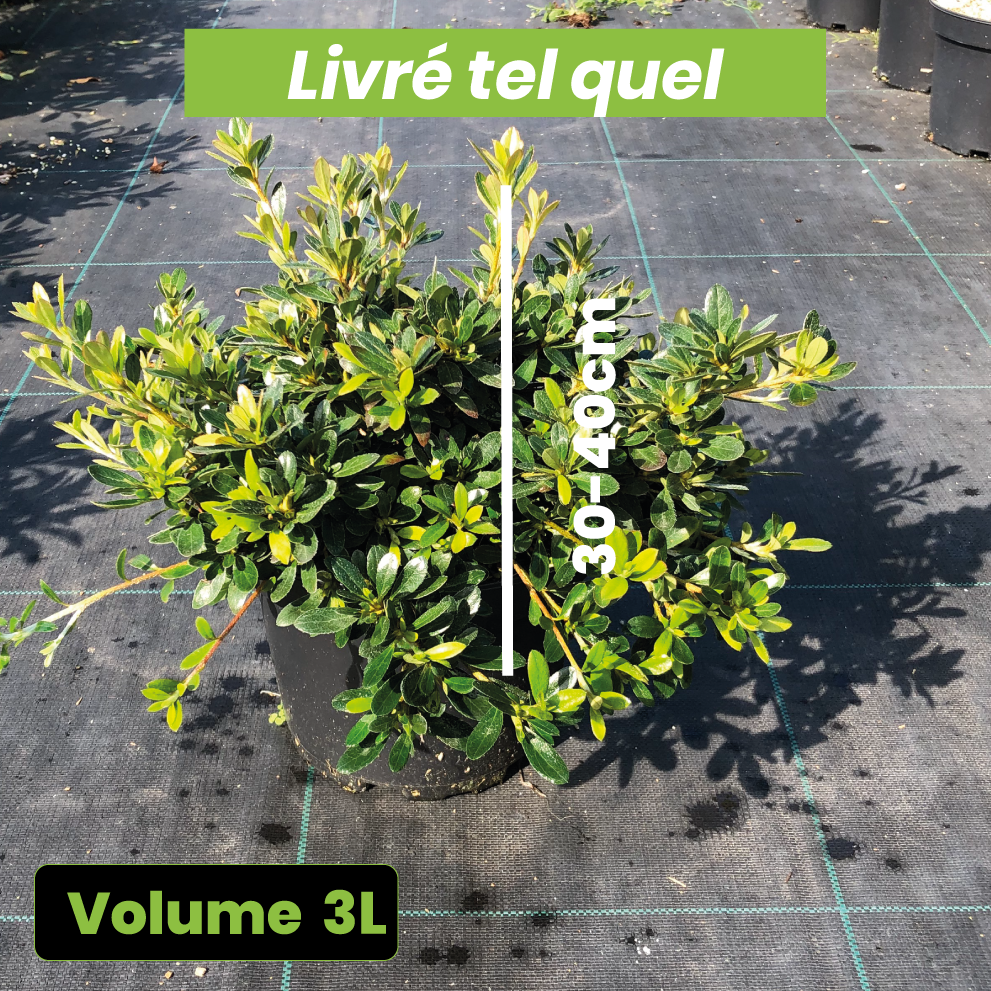 Azalea Nakaharae 'Pink Cascade' - Azalée couvre-sol - Volume 3L / 30-40cm