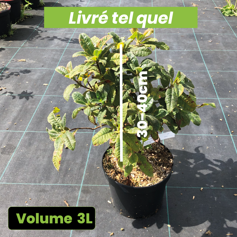 Azalea x Occidentale 'Berry Rose' - Volume 3L / 30-40cm