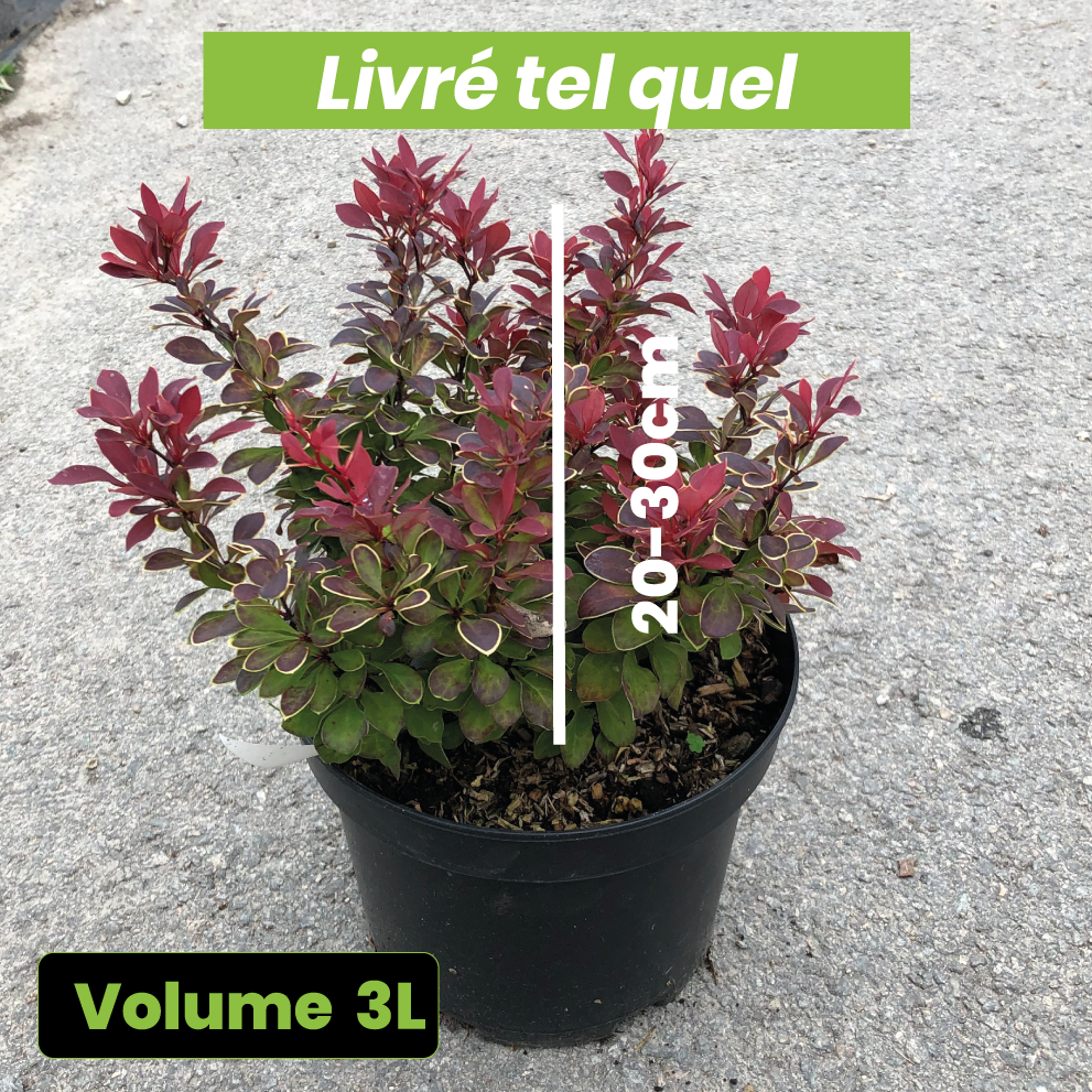 Berberis Thunbergii 'Ruby Star' - Epine-vinette - Volume 3L / 20-30cm