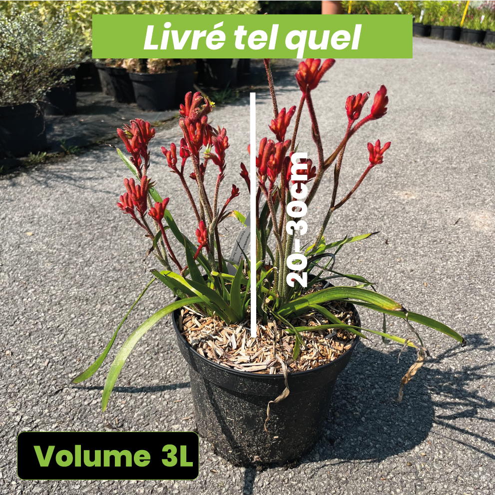 Anigozanthos Bush Inferno - Volume 3L / 20-30cm