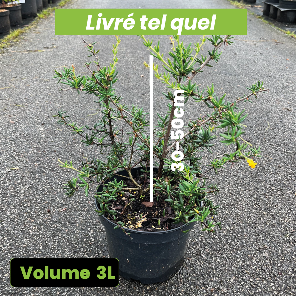 Berberis x Stenophylla - Epine-vinette à feuilles étroites - Volume 3L / 30-50cm