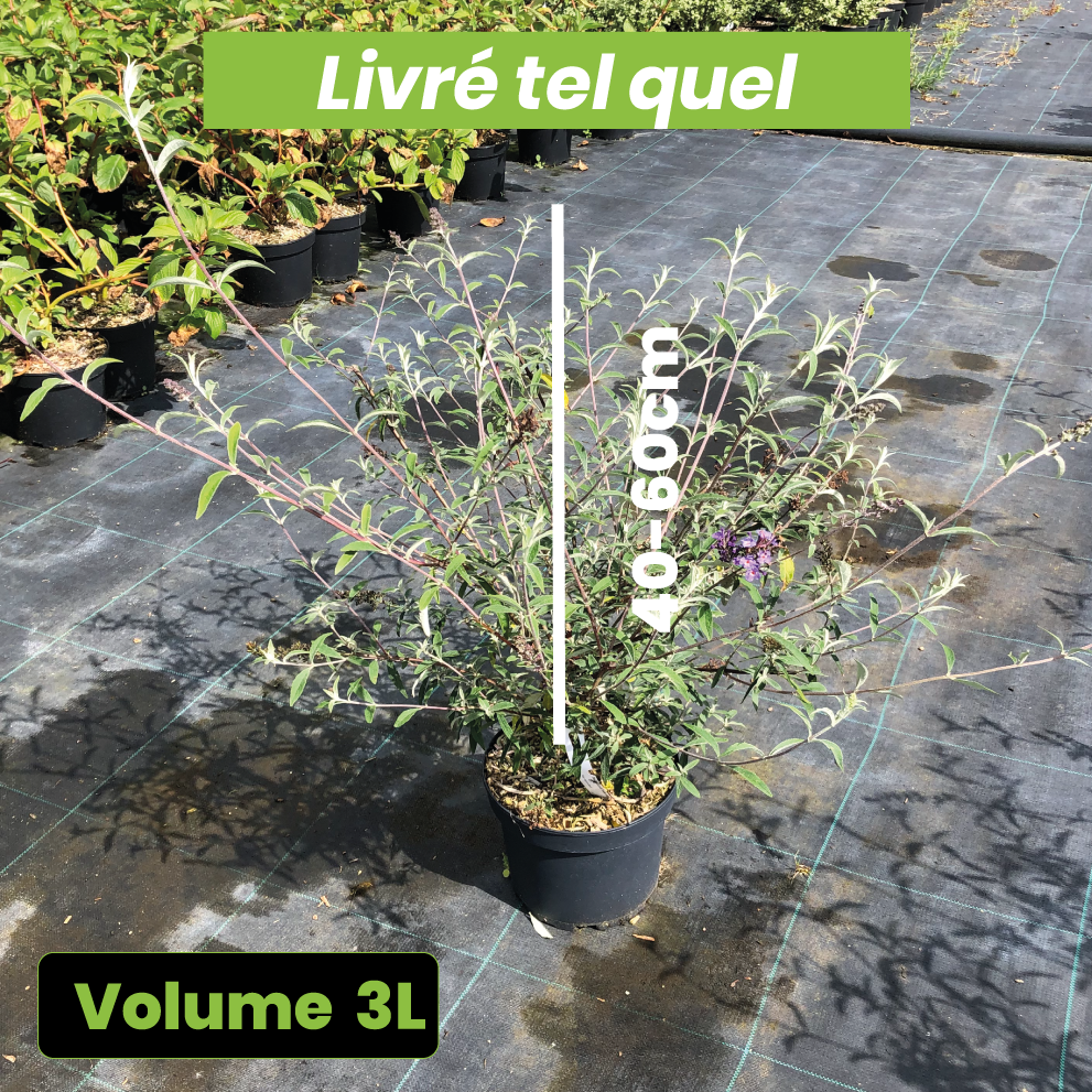 Buddleja x Davidii Nanho Blue - Arbre aux papillons nain - Volume 3L / 40-60cm