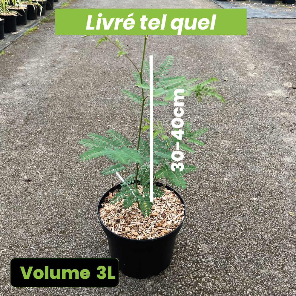 Caesalpinia Gilliesii - Petit Flamboyant - Volume 3L / 30-40cm
