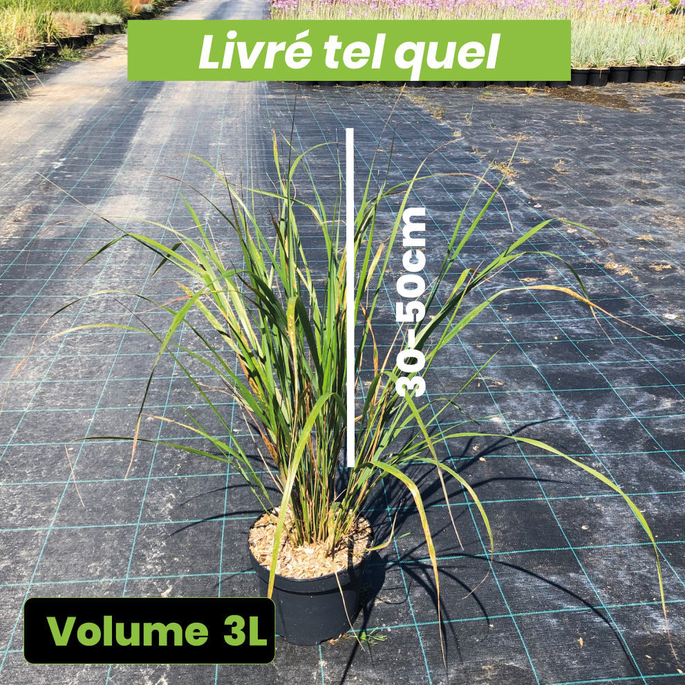 Calamagrostis Acutiflora Karl Foerster - Volume 3L / 30-50cm