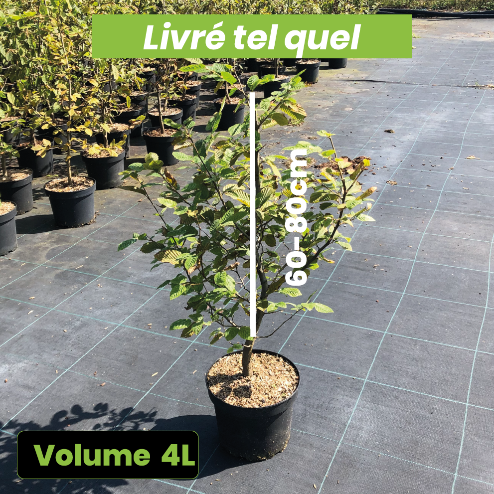Carpinus Betulus - Charme commun, Charmille - Volume 4L / 60-80cm