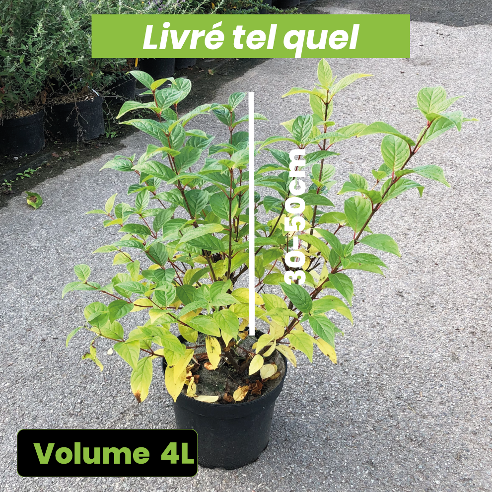 Cephalanthus Occidentalis Fiber Optics - Volume 4L / 30-50cm