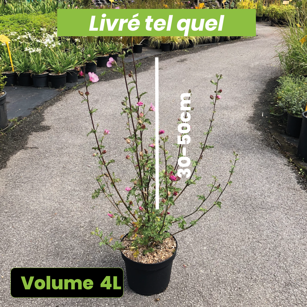 Anisodontea Malvastroides Cristal Rose - Volume 4L / 30-50cm
