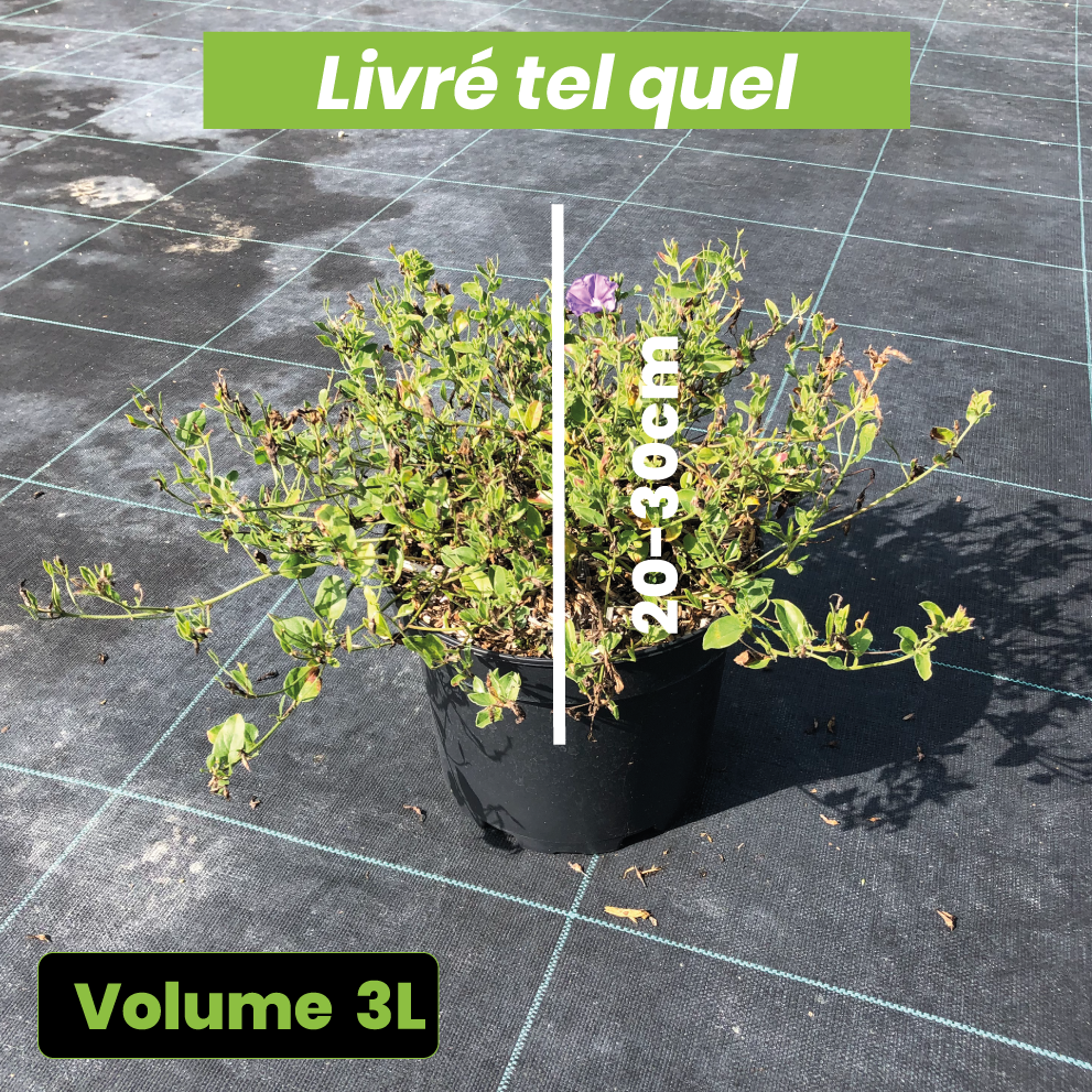 Convolvulus sabatius  x New Blue Moon - Liseron de Mauritanie - Volume 3L / 20-30cm