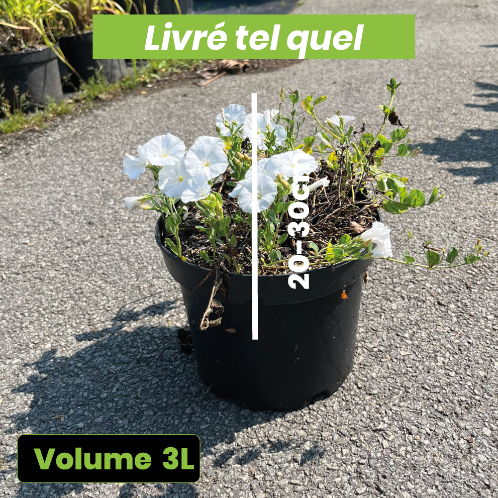 Convolvulus x New White Moon - Volume 3L / 20-30cm