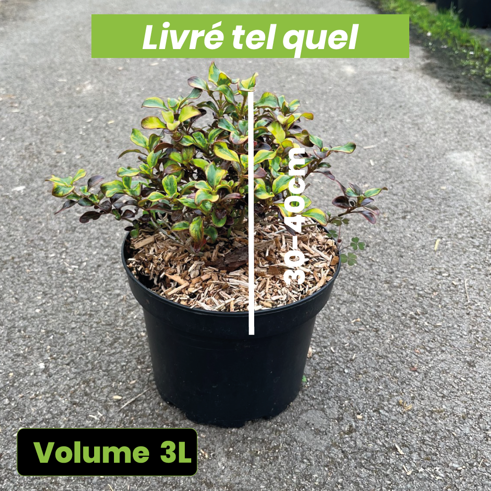 Coprosma Tequila Sunrise - Volume 3L / 30-40cm
