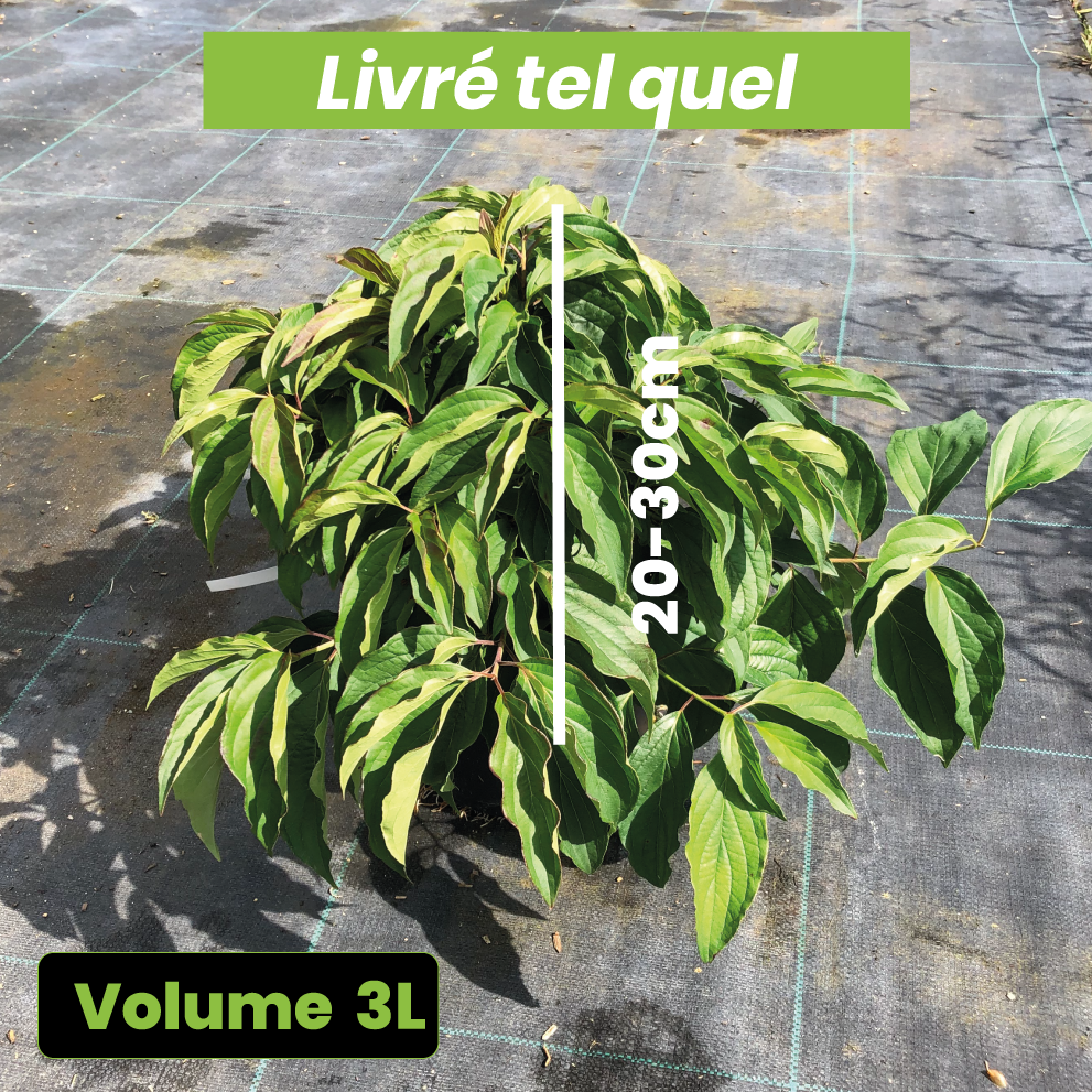 Cornus Stolonifera Kelseyi - Cornouiller stolonifère - Volume 3L / 20-30cm