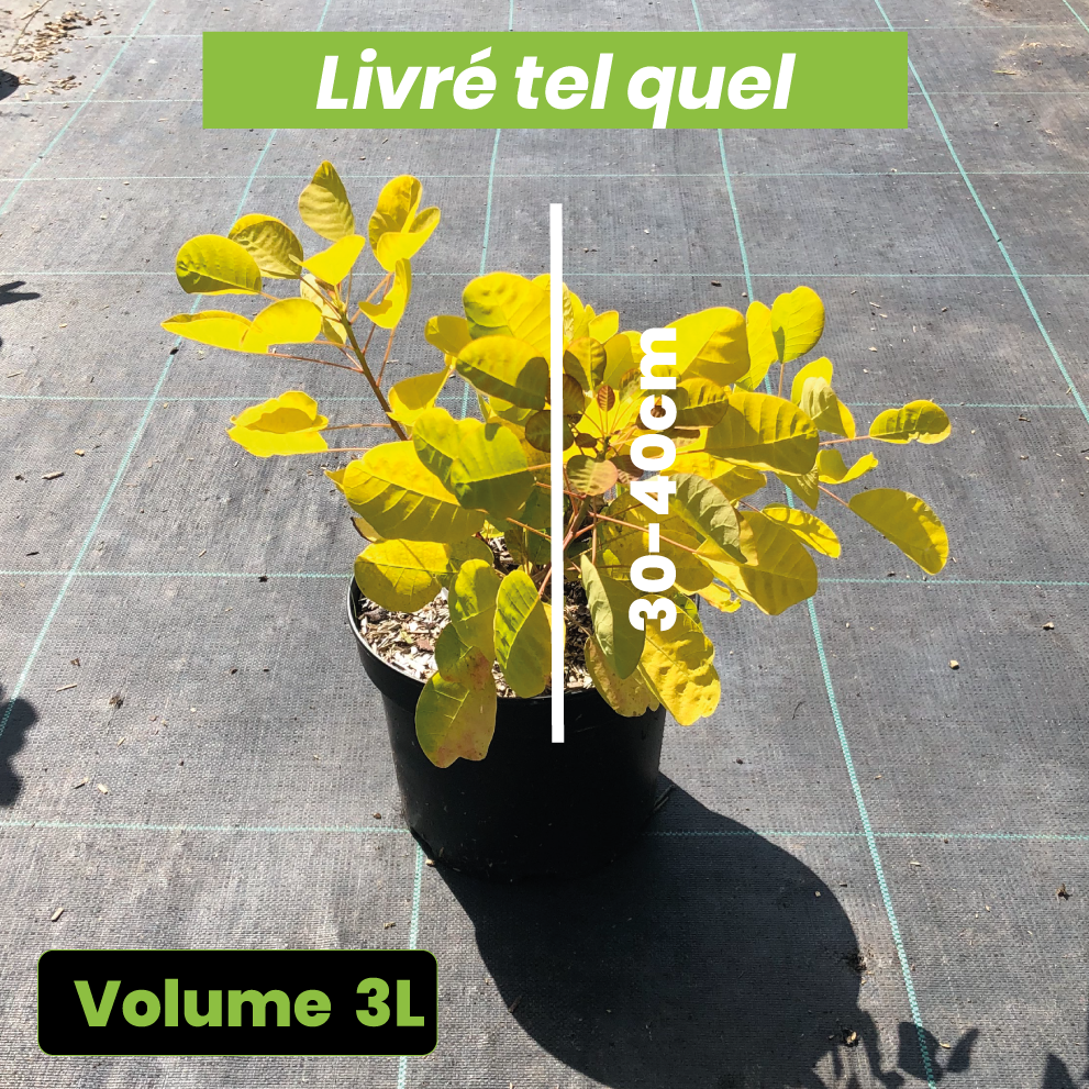 Cotinus Coggygria Golden Lady - Arbre à perruque - Volume 3L / 30-40cm
