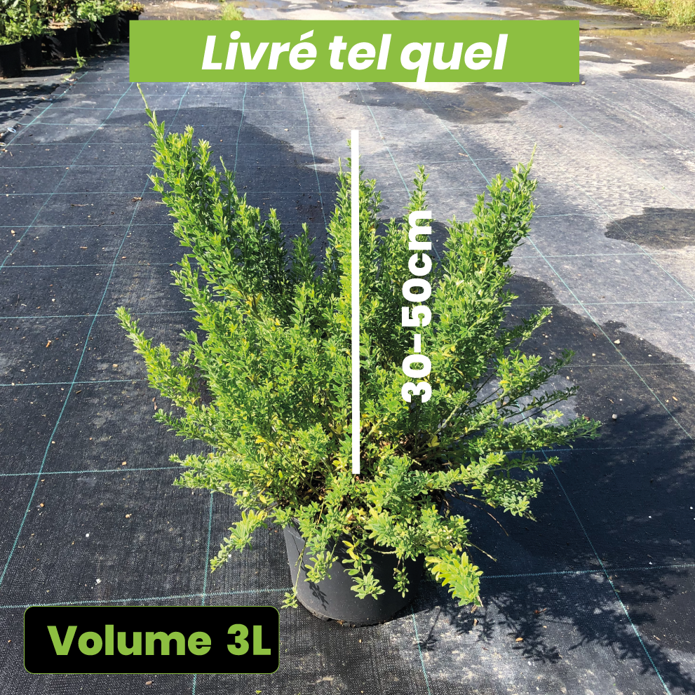 Cytisus Racemosus Phebus - Genêt de Tenerife - Volume 3L / 30-50cm
