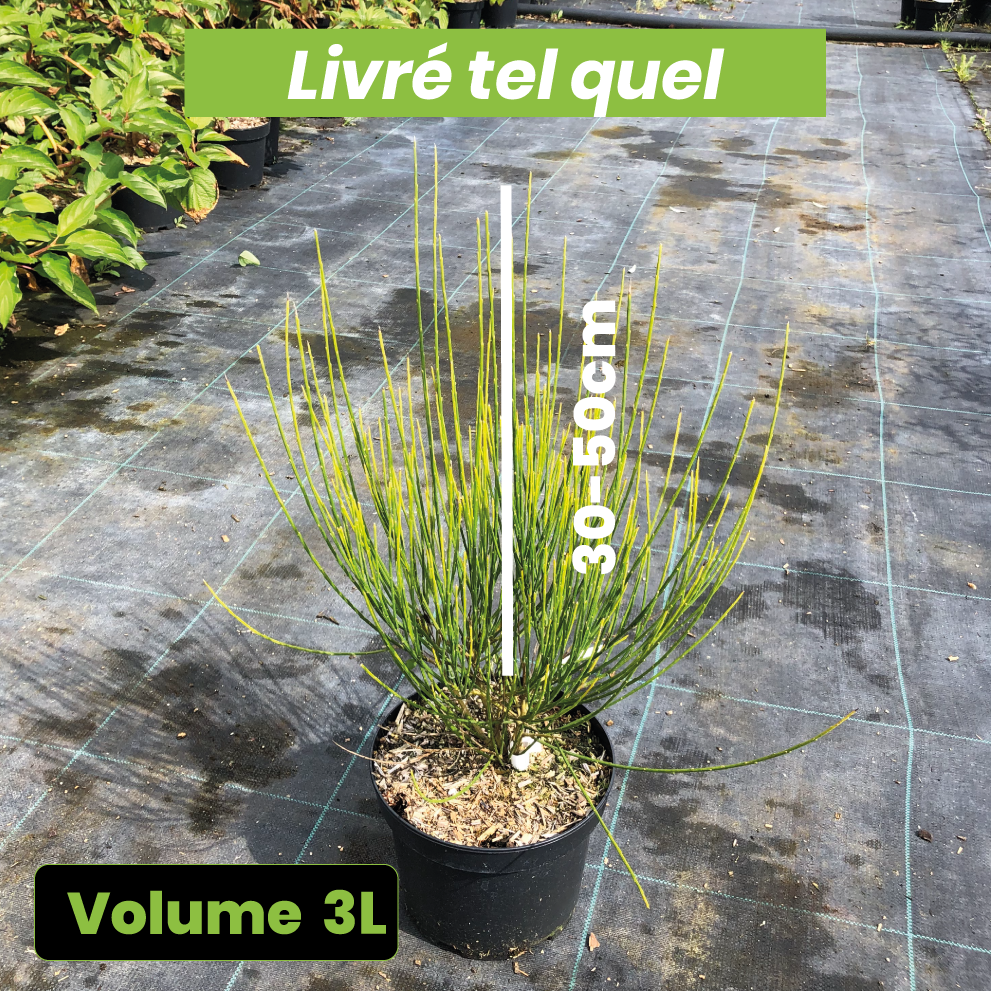 Cytisus x Praecox Hollandia - Genêt - Volume 3L / 30-50cm