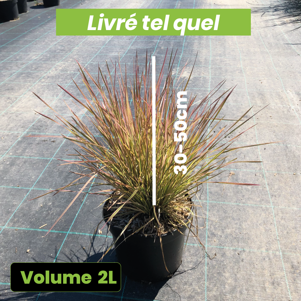 Deschampsia Cespitosa Northern Lights - Volume 2L / 20-30cm