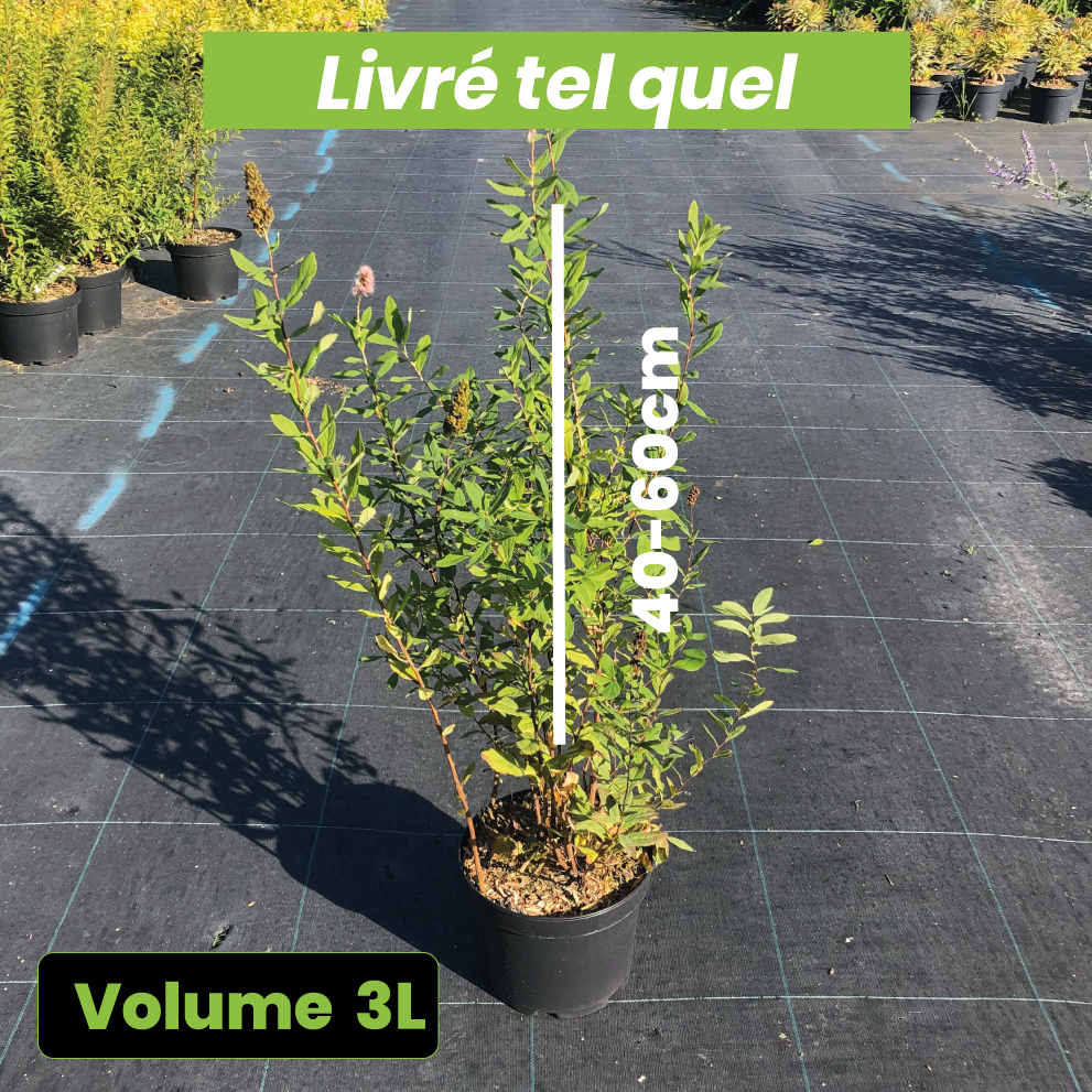 Spiraea x Billardii - Volume 3L / 40-60cm