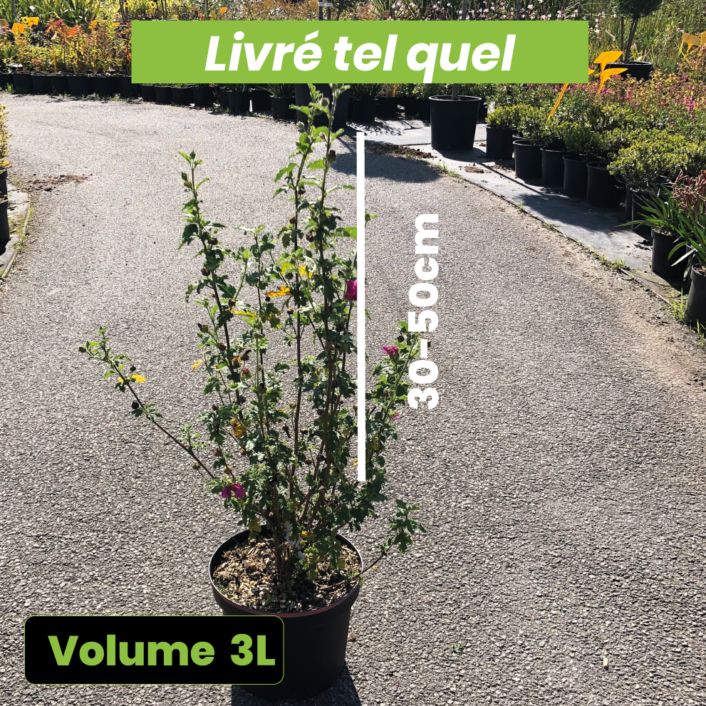 Anisodontea x Coralie - Volume 3L / 30-50cm