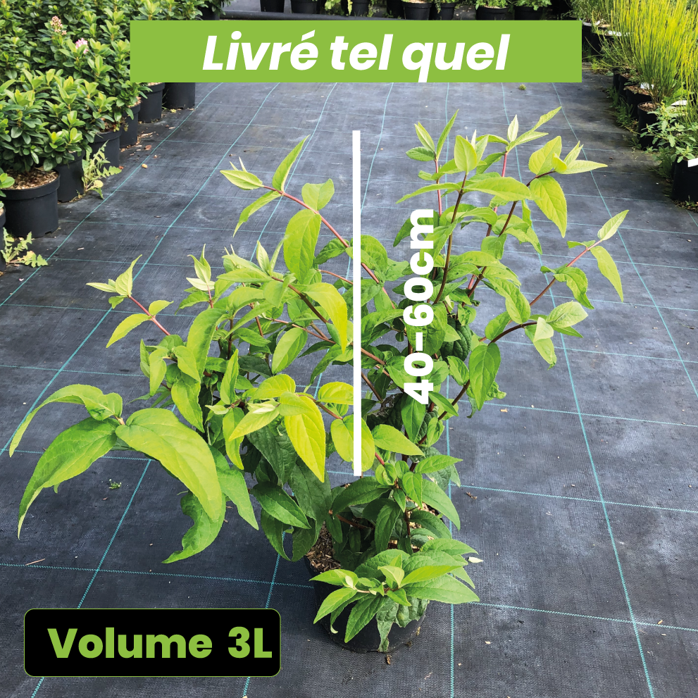 Deutzia x Perle Rose - Deutzie - Volume 3L / 40-60cm