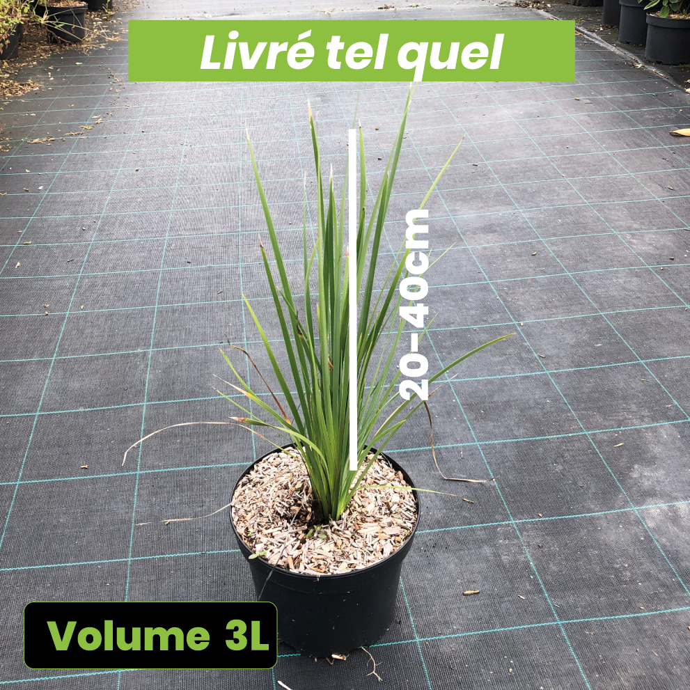 Dierama Blackberry Bells - Canne à pêche des anges - Volume 3L / 20-40cm