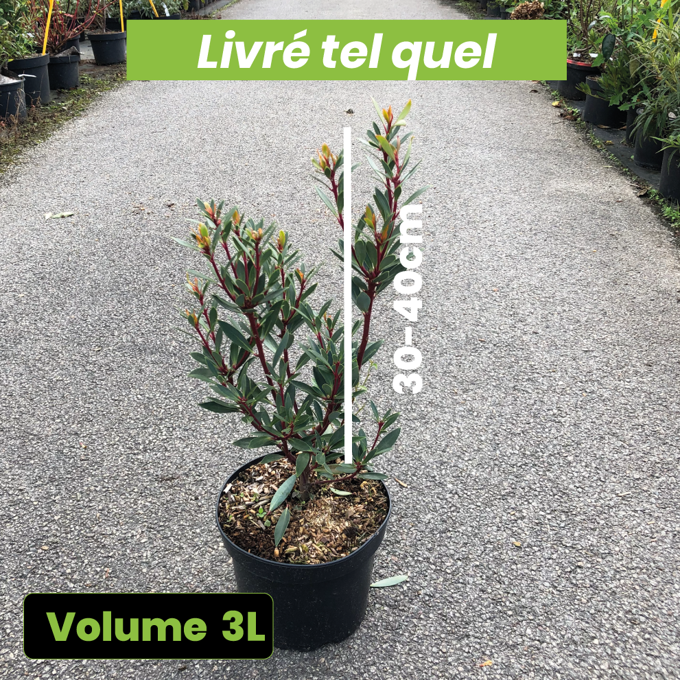 Drimys Aromatica Red Spice - Poivre de Tasmanie - Volume 3L / 30-40cm