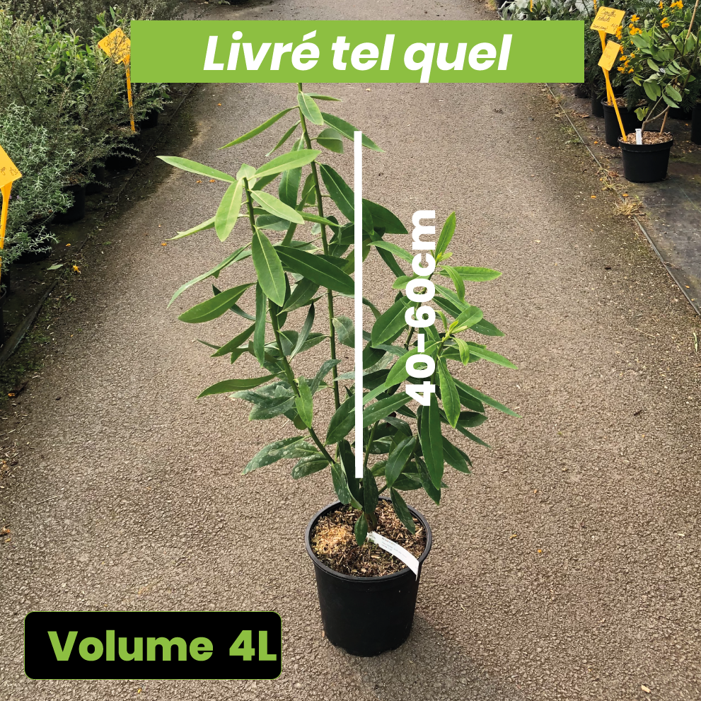 Drimys Winteri - Cannelle de Magellan - Volume 4L / 40-60cm