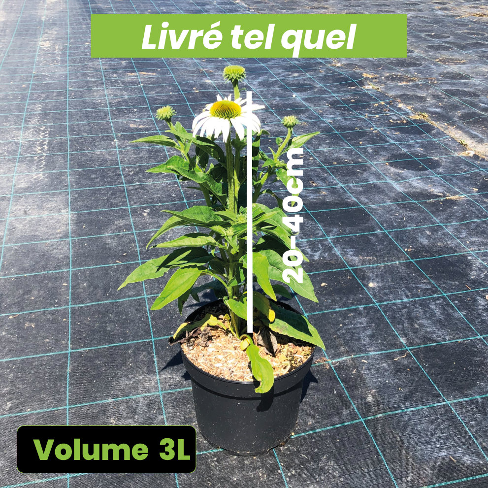 Echinacea Purpurea White Swan - Echinacée pourpre - Volume 3L / 20-40cm