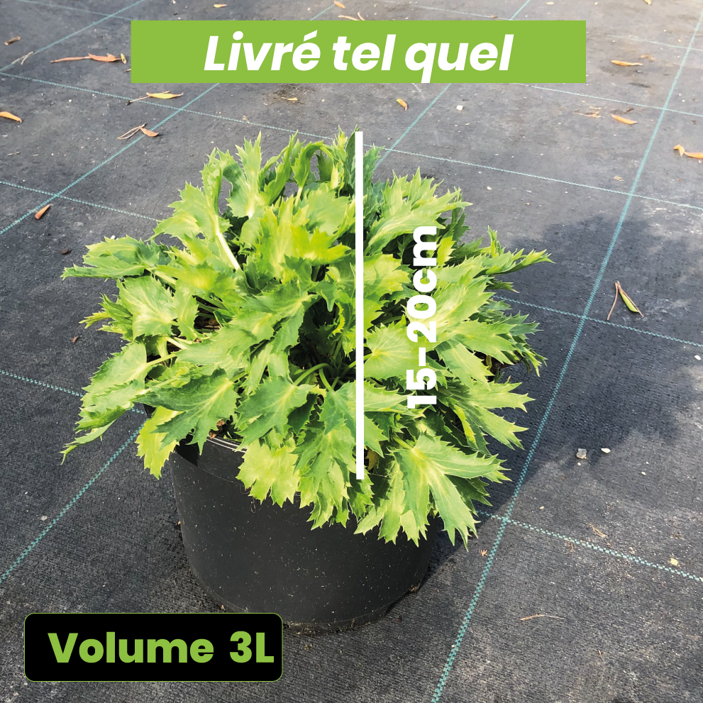 Eryngium Zabelii Big Blue - Panicaut - Volume 3L / 15-20cm