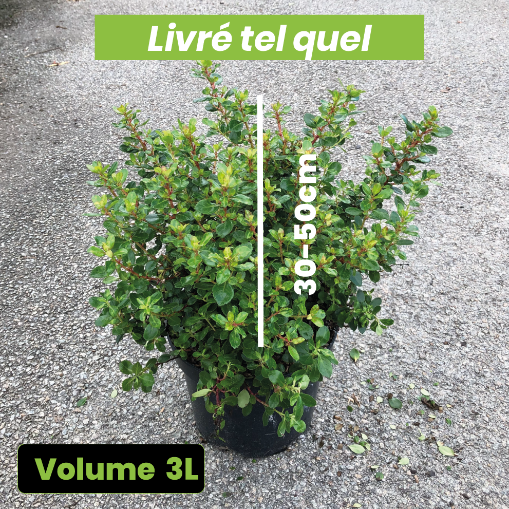 Escallonia Red Dream - Volume 3L / 30-50cm