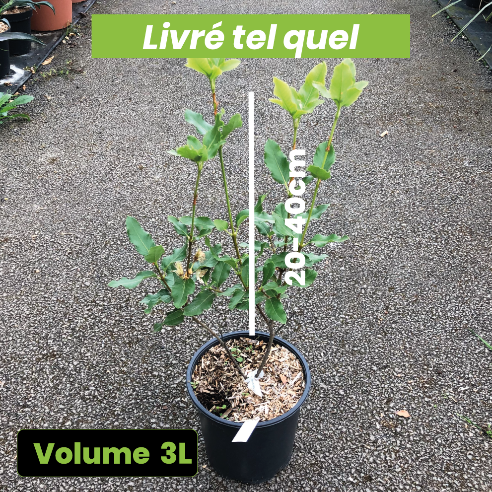 Eucryphia x Nymansensis Nymansay - Volume 3L / 20-40cm