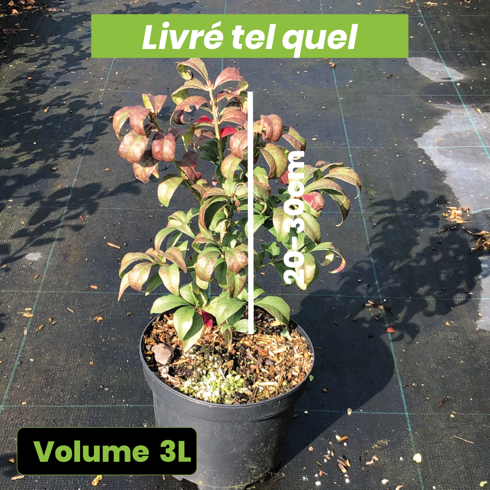 Euonymus Alatus Compactus - Fusain ailé nain - Volume 3L / 20-30cm