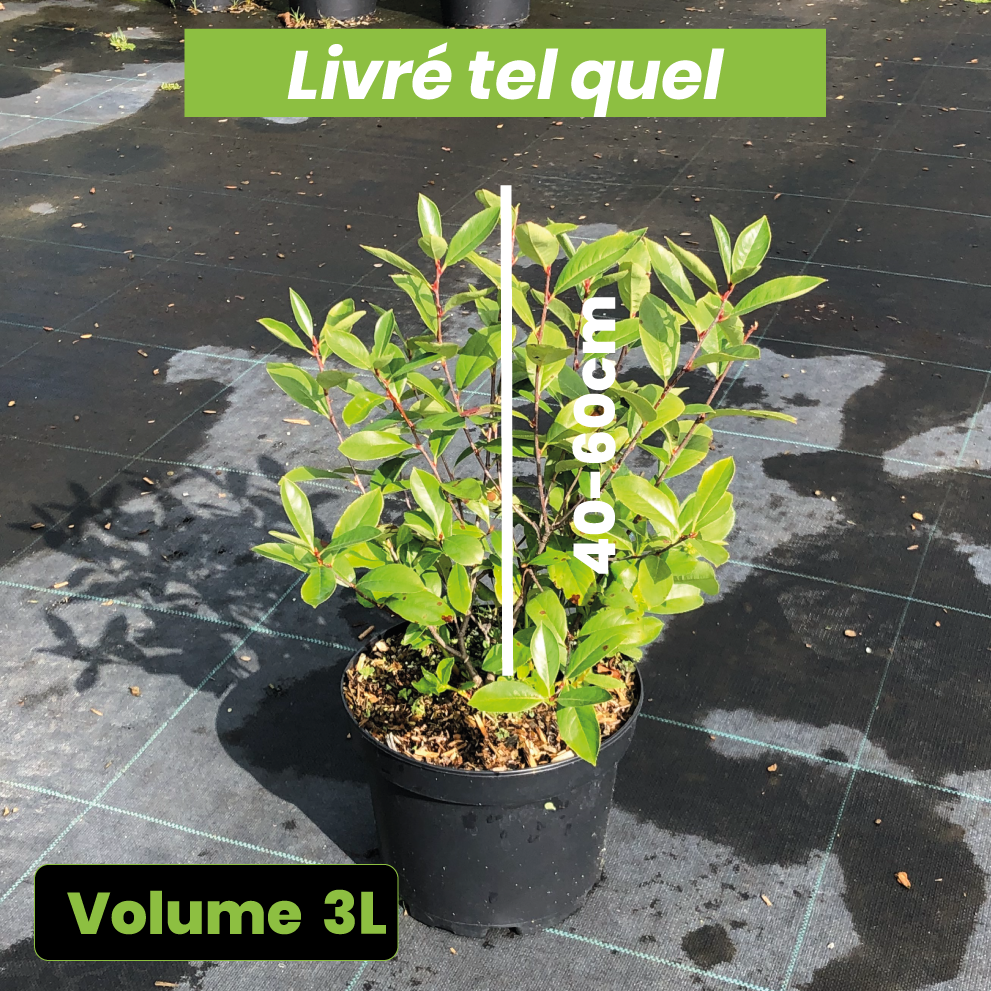 Aronia Melanocarpa Professor Ed - Aronie à fruits noirs - Volume 3L / 40-60cm