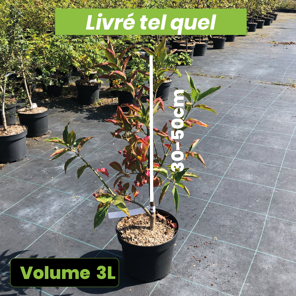 Euonymus Europaeus - Fusain d'Europe - Volume 3L / 30-50cm