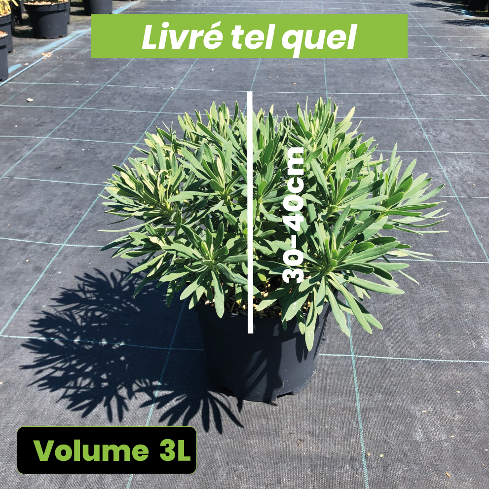 Euphorbia Characias Wulfenii Shorty - Volume 3L / 30-40cm