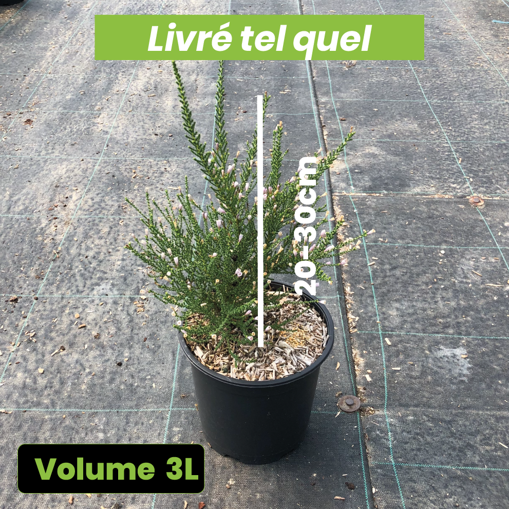 Fabiana Violacea - Volume 3L / 20-30cm