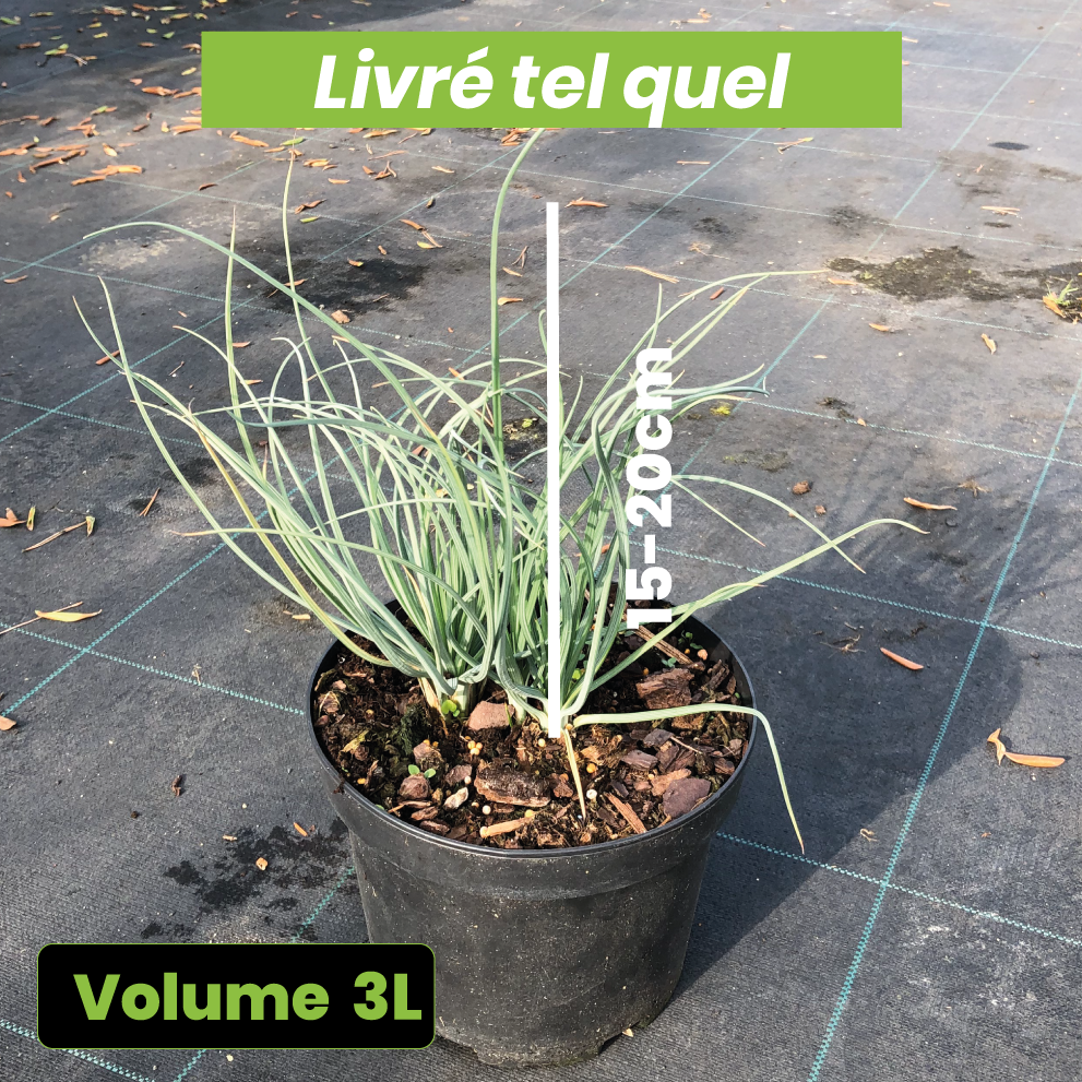 Asphodelus Lutea - Bâton de Jacob - Volume 3L / 15-20cm