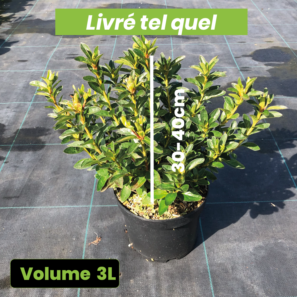 Azalea Japonica Brocéliande Perceval - Volume 3L / 30-40cm