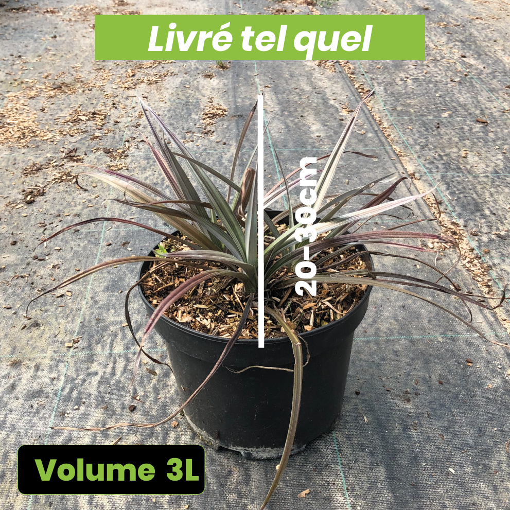 Astelia Nervosa Red Shadow - Volume 3L / 20-30cm