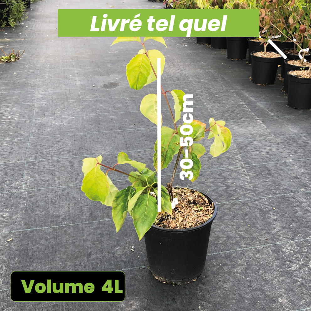 Cornus Eddie's White Wonder - Cornouiller hybride - Volume 4L / 30-50cm