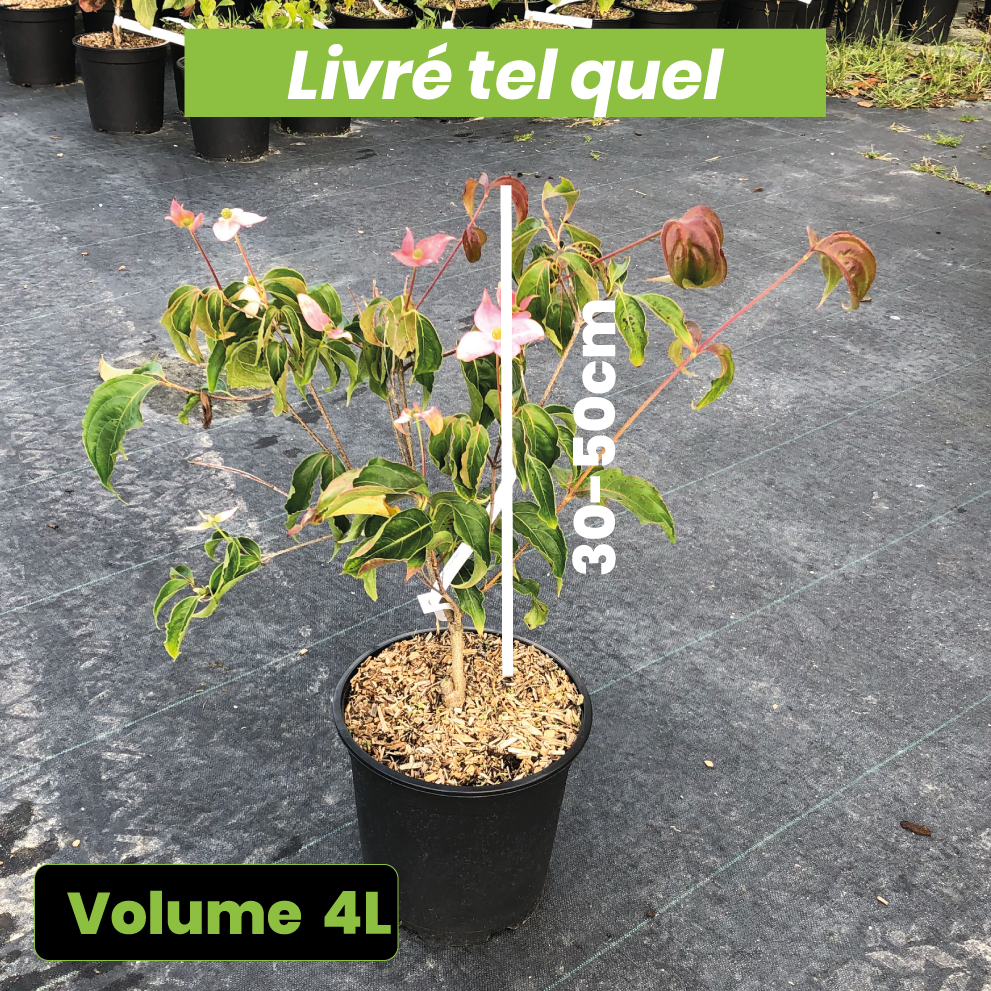 Cornus kousa 'Beni Fuji' - Volume 4L / 30-50cm